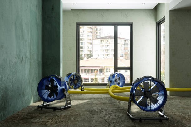 Best Professional water damage repair  in Peoria Heights, IL